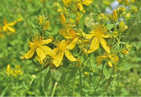 NEW THERAPIES FOR FUNGAL INFECTIONS FROM THE HYPERICUM